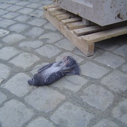 porumbei morti1