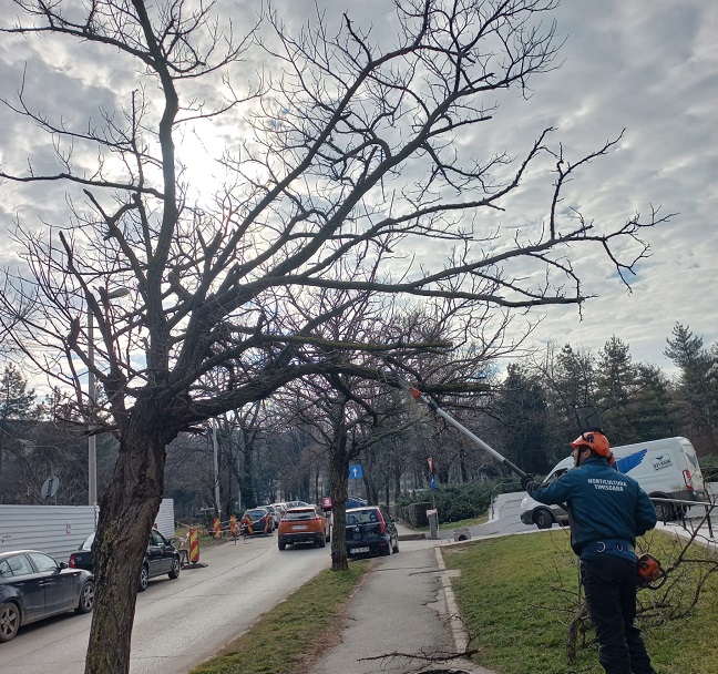 Tăieri de corecție la arbori de pe unele străzi din Timișoara