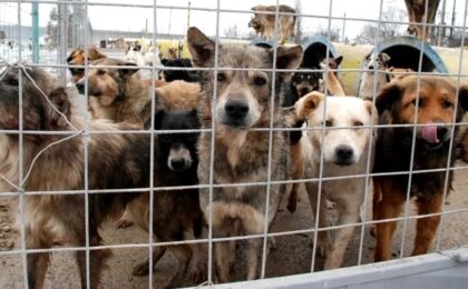 Dosar penal pentru o femeie care ţinea 64 de câini în condiţii teribile