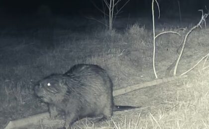 Noi vecini la Ocolul Silvic Ilia: castorii și-au amenajat deja un baraj (video)