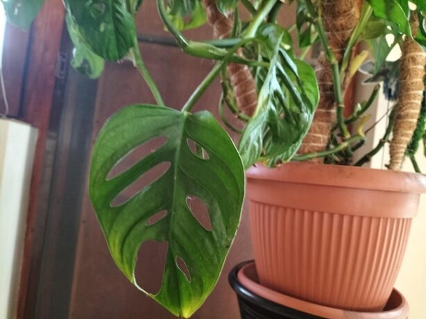 Frunze îngălbenite și flori puține la plante? Un expert spune ce nutrienți lipsesc primăvara