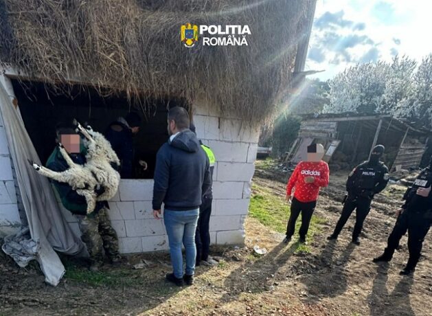 Oi furate dintr-o fermă. Poliţia a intrat pe fir