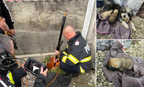 Pompieri cu inimă mare! Doi cățeluși, salvați dintr-o conductă de canalizare lungă și îngustă. Unul a fost chiar resuscitat (video)