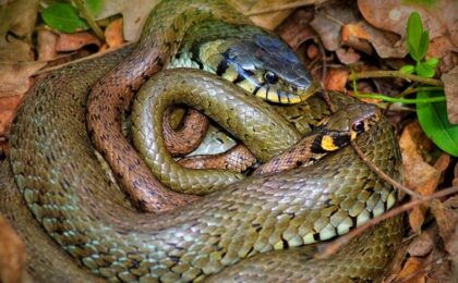 17 martie – Ziua Şarpelui. Spațiul rural arhaic, plin de povești fabuloase