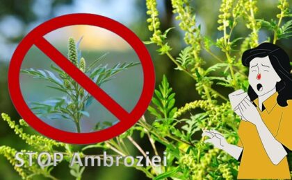 Protecţia Mediului Timiș trage un puternic semnal de alarmă privind ambrozia