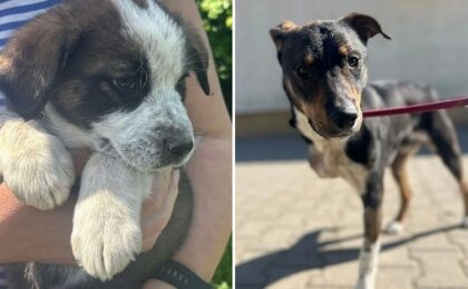 Cros caritabil pentru animăluţe aflate în nevoie, la Timişoara