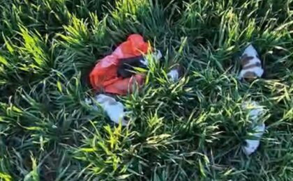 Timișean amendat cu 6.000 de lei, după ce a abandonat 5 cățeluși