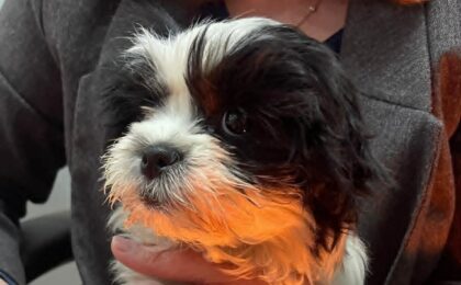 A furat un cățel pentru a-l face cadou...