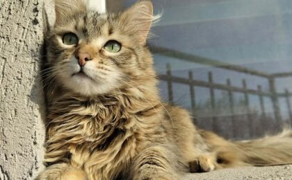 Parlamentul UE adoptă noi reguli pentru protejarea pisicilor și câinilor