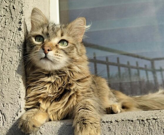 Parlamentul UE adoptă noi reguli pentru protejarea pisicilor și câinilor