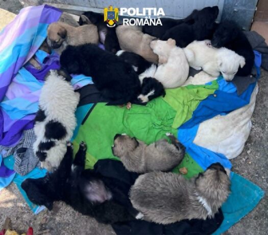 Bănățean amendat cu 12.000 de lei după ce a abandonat 16 pui de câine