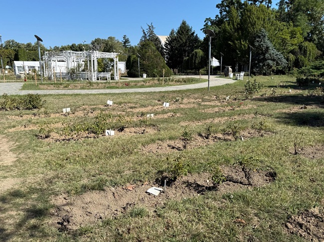 Curtea de Conturi „ofilește” Horticultura SA Timișoara. Achiziții fără reguli, lucrări fără facturi și bani pierduți