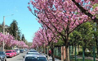 Prognoza ANM pentru perioada 13-26 aprilie. Cum va fi vremea în Banat