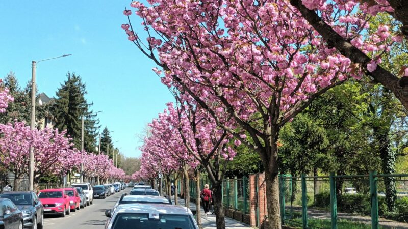 Prognoza ANM pentru perioada 13-26 aprilie. Cum va fi vremea în Banat