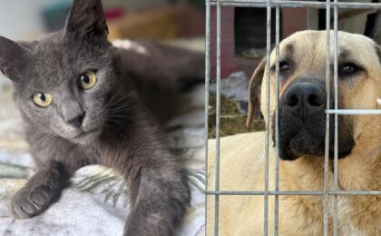 „Nu cumperi iubirea – o adopți!”: zeci de pisicuțe și cățeluși așteaptă o familie