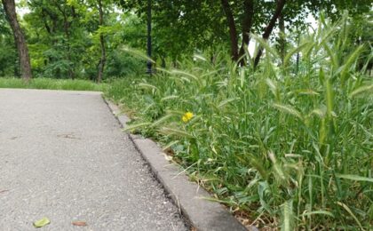 Parcul Botanic al orașului ales ca „Destinația anului 2026” se sufocă sub bălării. Foto
