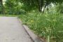 Parcul Botanic al orașului ales ca „Destinația anului 2026” se sufocă sub bălării. Foto