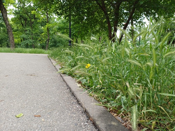 Parcul Botanic al orașului ales ca „Destinația anului 2026” se sufocă sub bălării. Foto 1 Parcul Botanic al orașului ales ca „Destinația anului 2026” se sufocă sub bălării. Foto