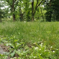 Parcul Botanic al orașului ales ca „Destinația anului 2026” se sufocă sub bălării. Foto 3 botanic 3