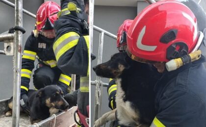 Căţel salvat de pompieri de pe acoperişul unui bloc cu trei etaje 22 Căţel salvat de pompieri de pe acoperişul unui bloc cu trei etaje