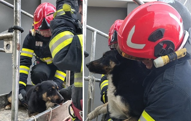 Căţel salvat de pompieri de pe acoperişul unui bloc cu trei etaje 1 Căţel salvat de pompieri de pe acoperişul unui bloc cu trei etaje