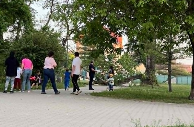 La un pas de tragedie în Parcul Pădurice: copac prăbușit la câțiva metri de un copilaș (video)