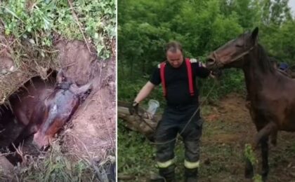 Fiecare viață contează! Pompierii au salvat o iapă gestantă căzută într-o groapă (video)