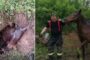 Fiecare viață contează! Pompierii au salvat o iapă gestantă căzută într-o groapă (video)