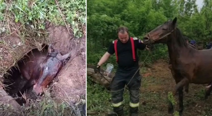 Fiecare viață contează! Pompierii au salvat o iapă gestantă căzută într-o groapă (video)