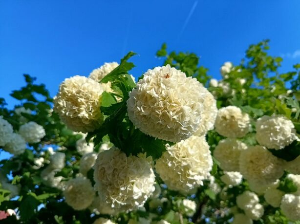 Vreme mai caldă luni în majoritatea regiunilor, exceptând vestul țării