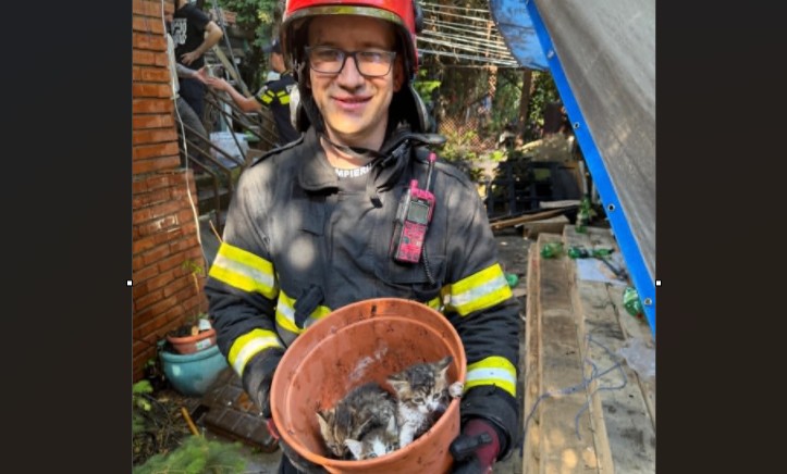 Pompierii timișoreni au salvat patru pisicuțe din ghearele flăcărilor (video) 1 Pompierii timișoreni au salvat patru pisicuțe din ghearele flăcărilor (video)