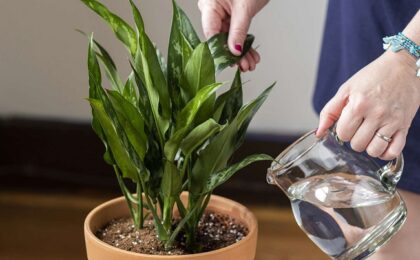 Care este momentul ideal al zilei în care să uzi plantele