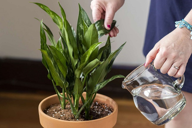 Care este momentul ideal al zilei în care să uzi plantele