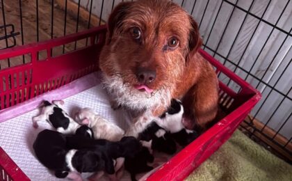 Poliţia Animalelor a descins de urgenţă într-o localitate din Timiş