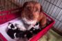 Poliţia Animalelor a descins de urgenţă într-o localitate din Timiş