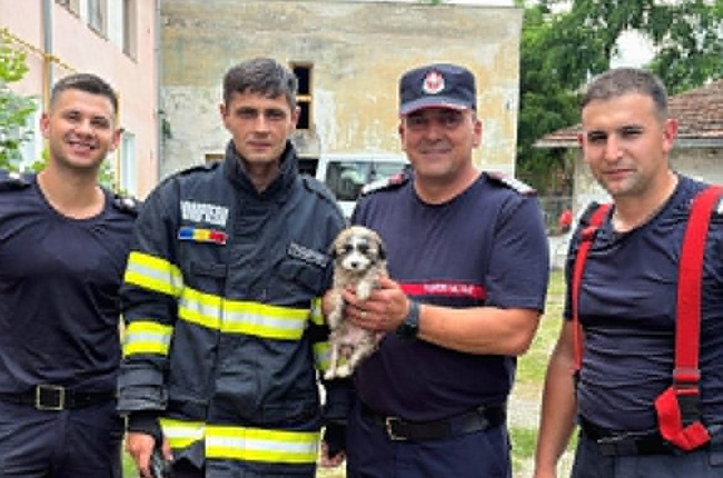 Cățel căzut într-un canal, salvat de pompieri la Timișoara (video)
