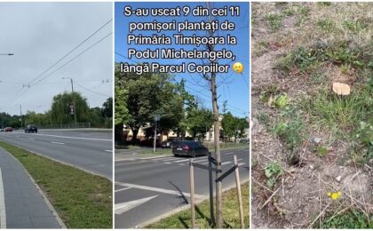 Ca-n Germania! Pomişorii uscați de la Podul Michelangelo, retezaţi de la bază, în loc să fie scoşi şi plantaţi alţii (video) 3 Ca-n Germania! Pomişorii uscați de la Podul Michelangelo, retezaţi de la bază, în loc să fie scoşi şi plantaţi alţii (video)