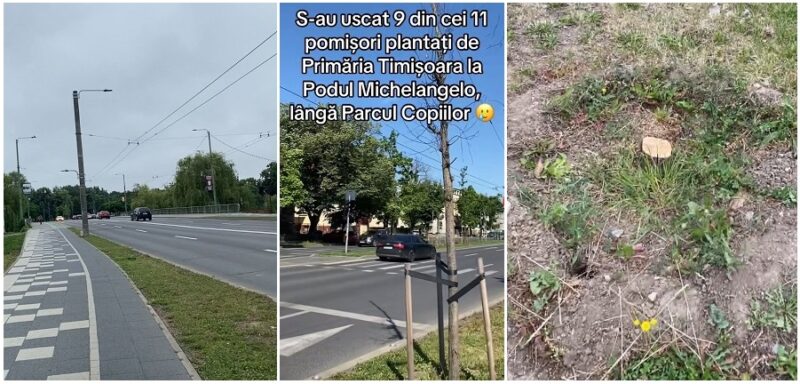 Ca-n Germania! Pomişorii uscați de la Podul Michelangelo, retezaţi de la bază, în loc să fie scoşi şi plantaţi alţii (video) 1 Ca-n Germania! Pomişorii uscați de la Podul Michelangelo, retezaţi de la bază, în loc să fie scoşi şi plantaţi alţii (video)