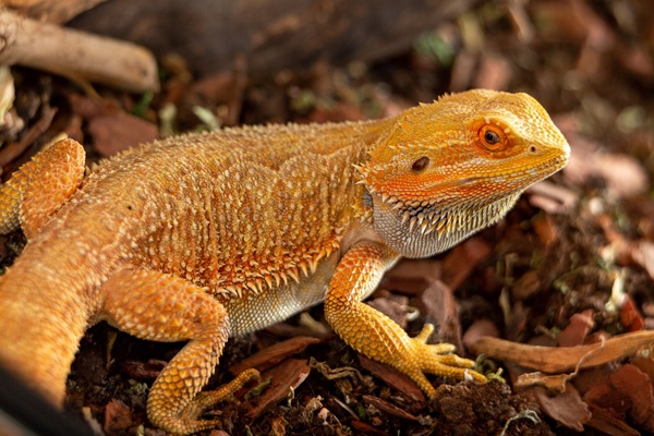 reptile 2