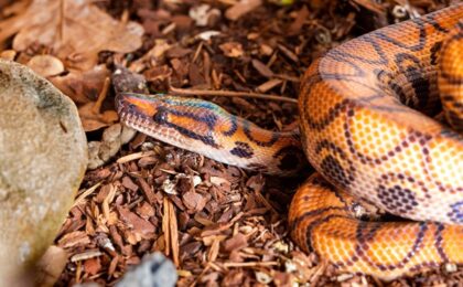reptile