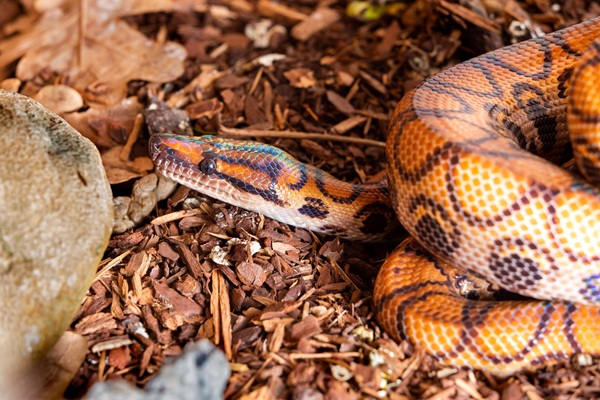 reptile