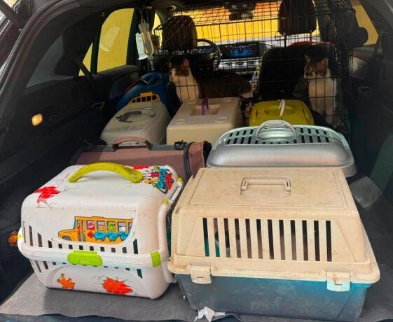 Poliţiştii au salvat 18 pisici dintr-un apartament din Timişoara. Nu aveau mâncare şi nici apă (foto) 2 Poliţiştii au salvat 18 pisici dintr-un imobil din Timişoara. Nu aveau mâncare şi nici apă (foto)