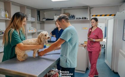 Peste 40 de câini și pisici, sterilizați gratuit la Timișoara