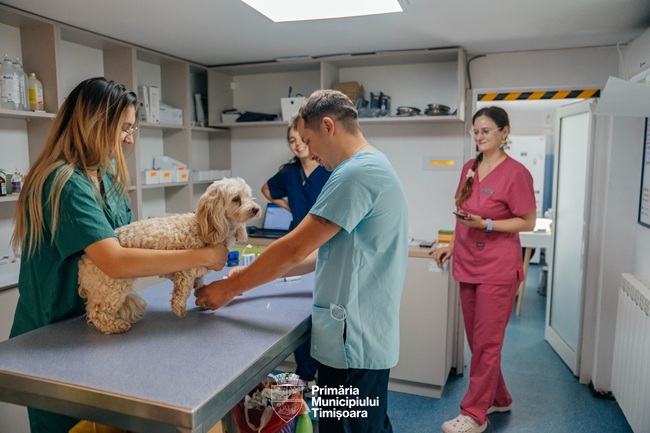 Peste 40 de câini și pisici, sterilizați gratuit la Timișoara 1 Peste 40 de câini și pisici, sterilizați gratuit la Timișoara