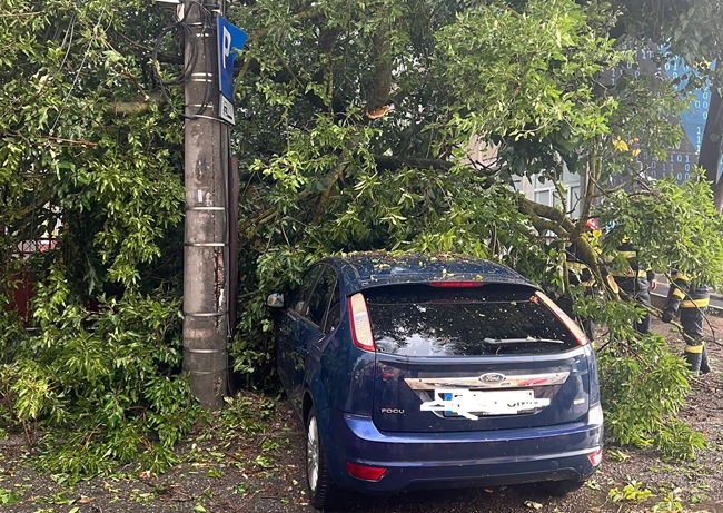 Copaci căzuți pe autoturisme și carosabil, în Timișoara și Chișoda