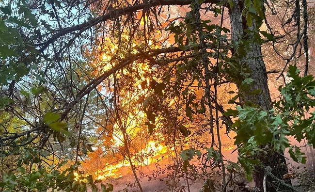 Incendii de vegetație în Hunedoara: peste 22 de hectare au fost cuprinse de flăcări, drum blocat 1 Incendii de vegetație în Hunedoara: peste 22 de hectare au fost cuprinse de flăcări, drum blocat