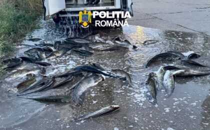 Transport de 300 kg de peşte, fără documente de provenienţă. Poliţiştii au intrat pe fir (foto) 20 Transport de 300 kg de peşte, fără documente de provenienţă. Poliţiştii au intrat pe fir (foto)