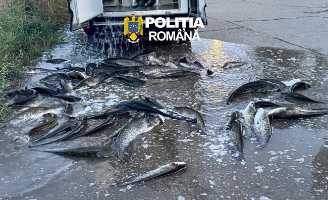 Transport de 300 kg de peşte, fără documente de provenienţă. Poliţiştii au intrat pe fir (foto)