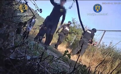 Cultură outdoor de canabis, descoperită de polițiști și procurori în vestul țării. Video 1 politia romana 1