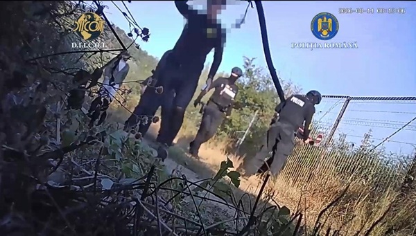 Cultură outdoor de canabis, descoperită de polițiști și procurori în vestul țării. Video 1 politia romana 1